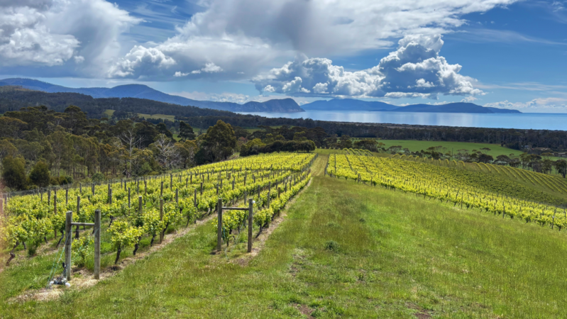 Tasmania cover vinous