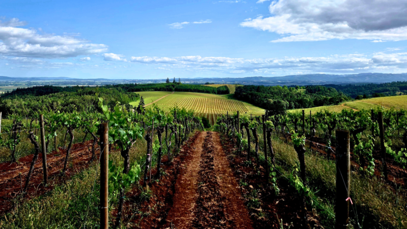 Willamette cover the hyland vineyard in the mcminnville ava vinous