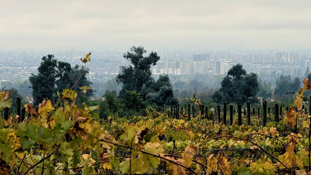 Chile cover vinous