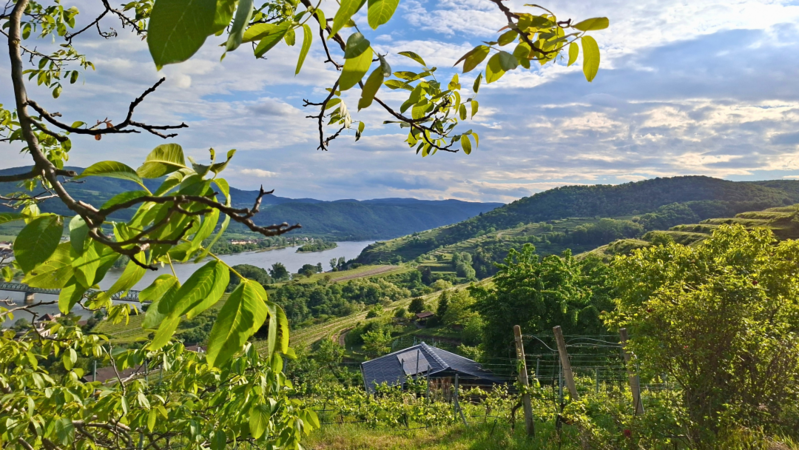 Lower austria 2026 cover vinous