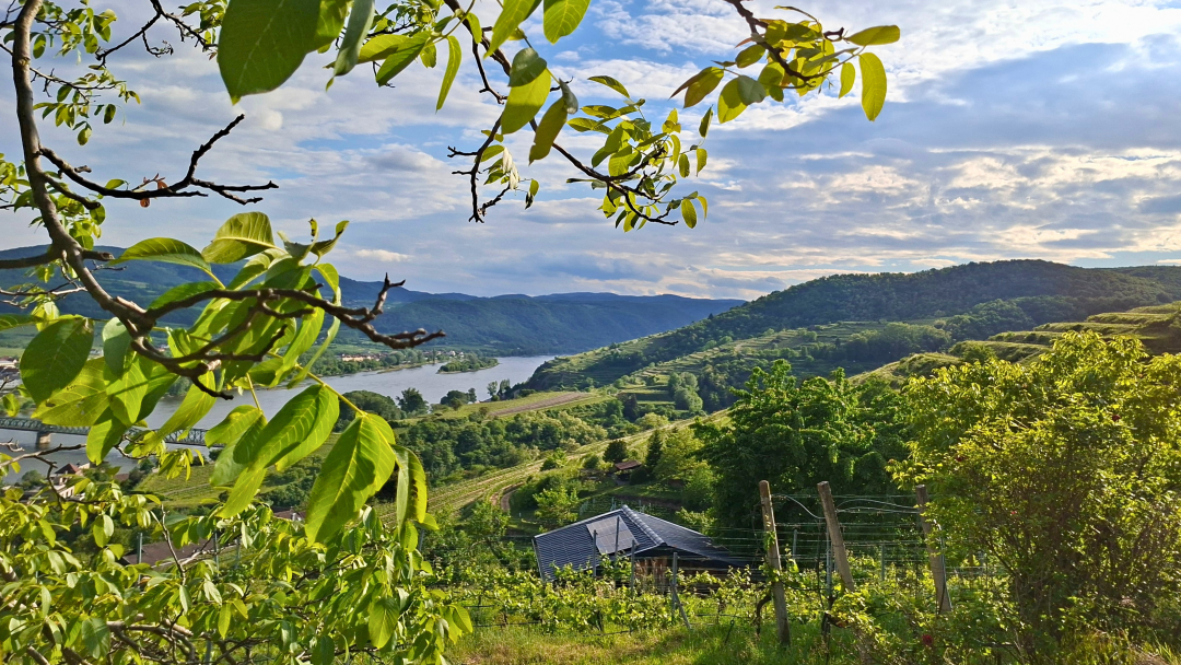 Lower austria 2026 cover vinous