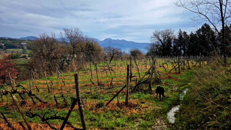 Campania cover vinous