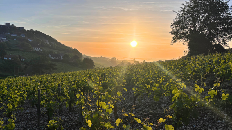 Sancerre cover vinous