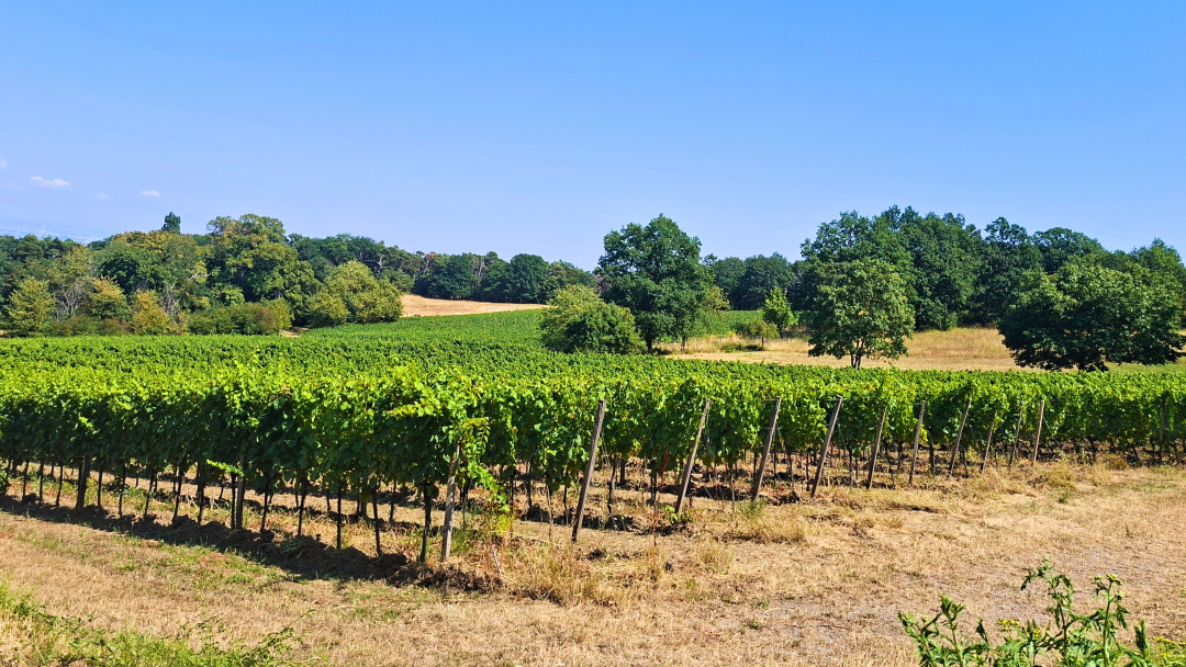 Rheingau and pfalz 2026 cover vinous