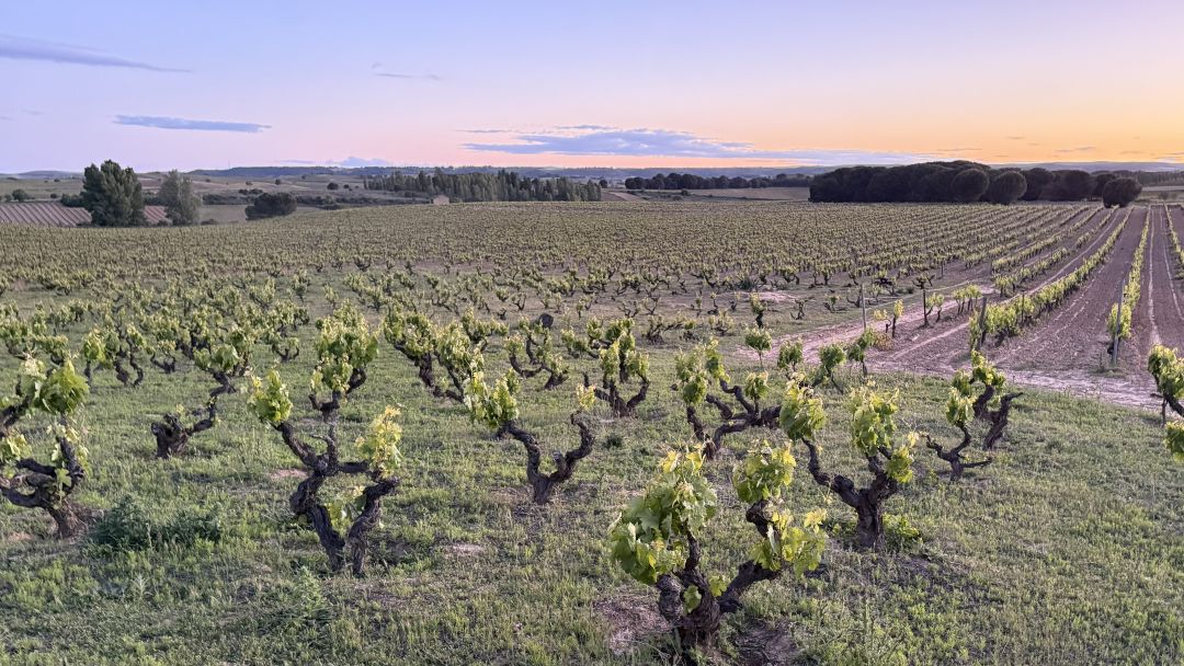 Ribera 1 vinous