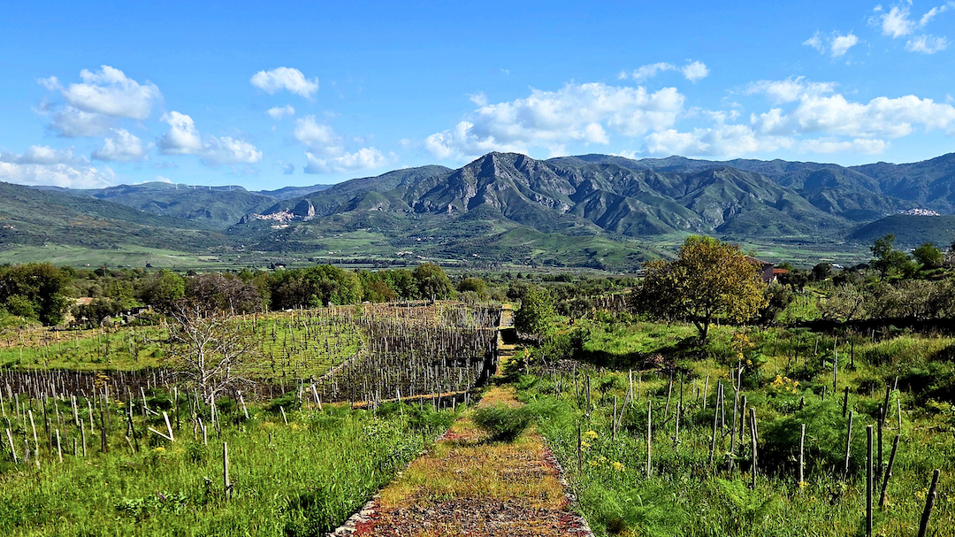 Mount etna 2026 cover vinous