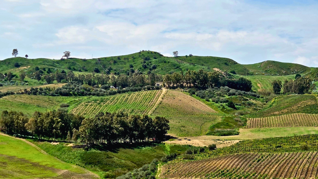 Sicily 2026 cover vinous