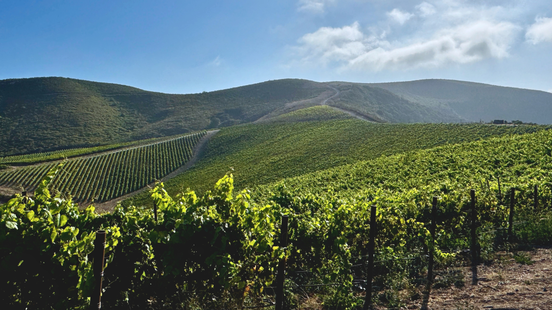 Santa barbara 2026 cover vinous