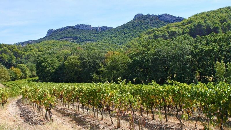 Gigondas 2026 cover vinous