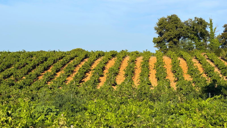 Cdp 2026 cover vinous final