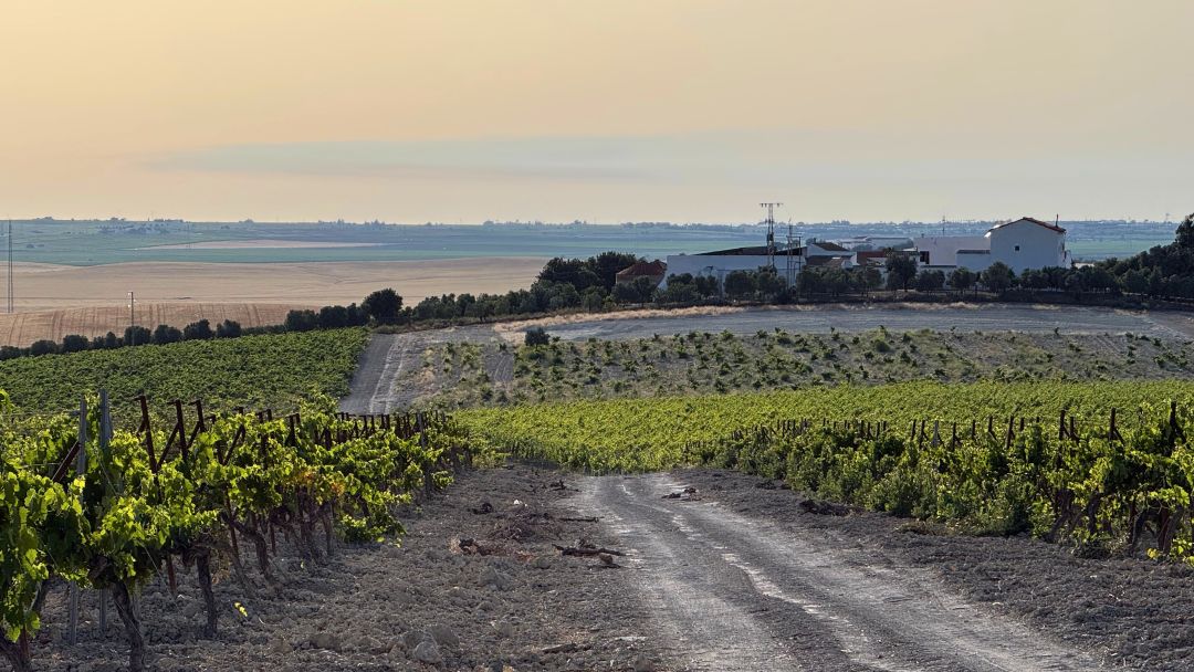 Jerez cover vinous
