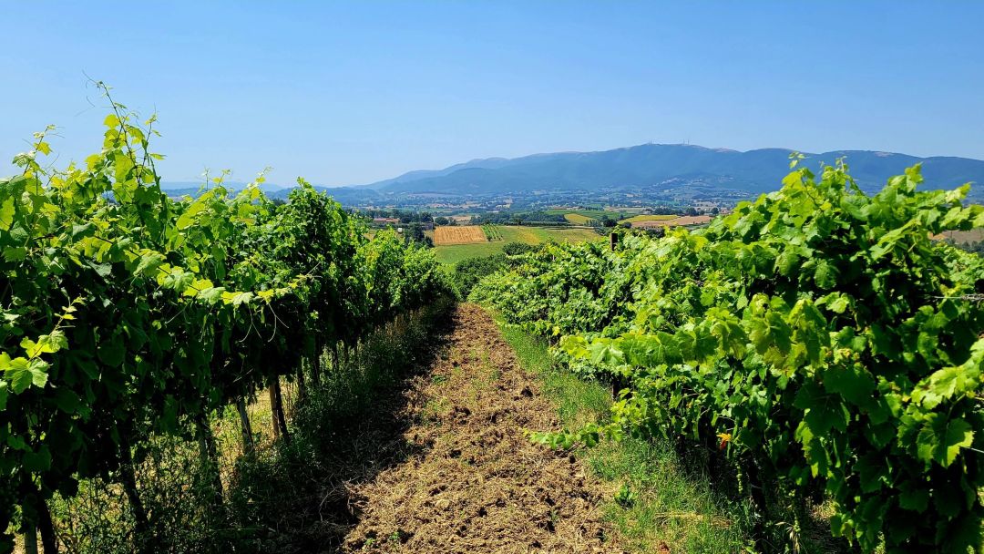 Umbria 2026 cover final vinous