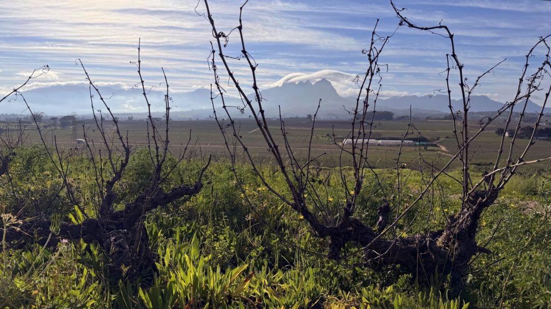 South africa 2026 cover vinous