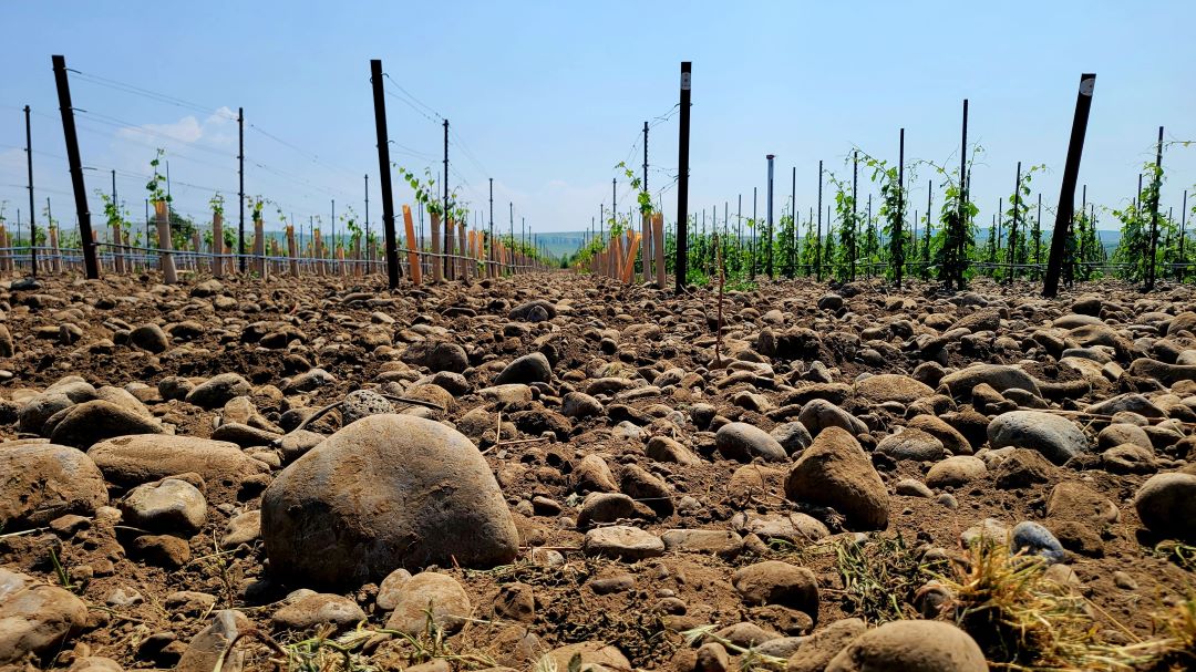Deep in the rocks of milton freewater oregon cover vinous