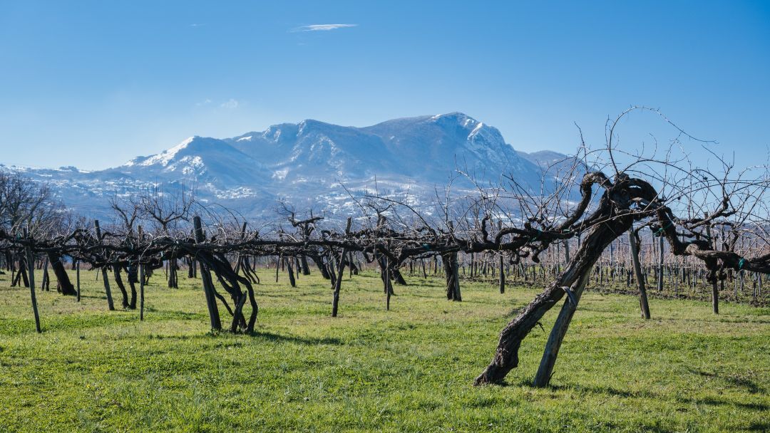 Over 160 year old  ungrafted aglianico vines at the historic starseto vineyard  in the commune of paternopoli  using a rare  pre phylloxera training system vinous