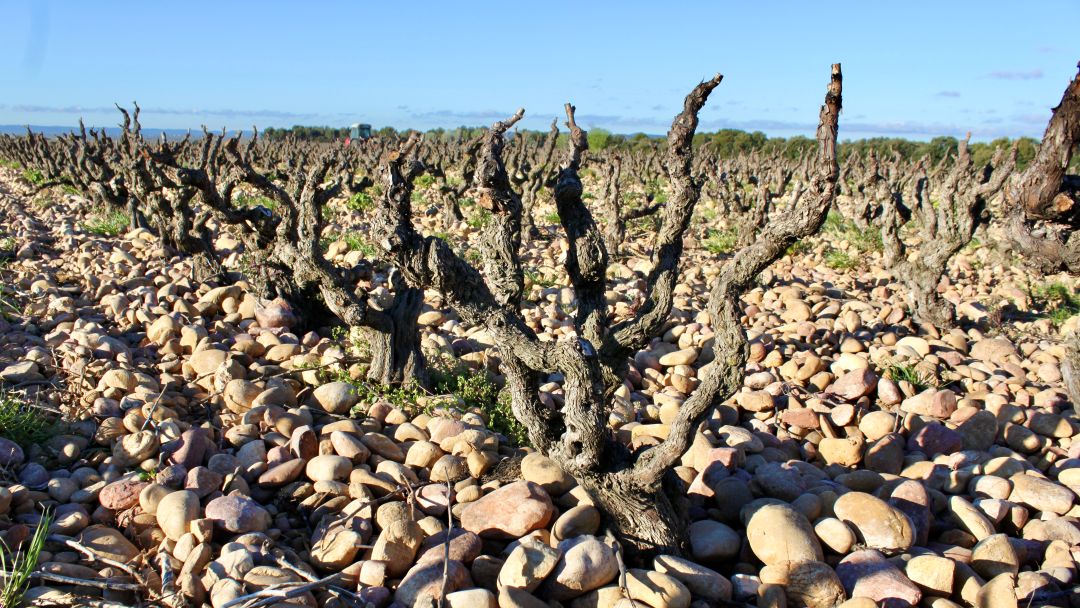 Uploads 1761326290573 cdp 2025 cover